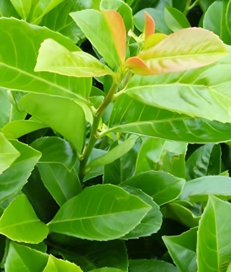 Dwarf Cherry Laurel Etna 200cm+ 100cm Wide
