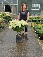Hydrangea Paniculata Bobo 20 Litre Pot 70-80cm