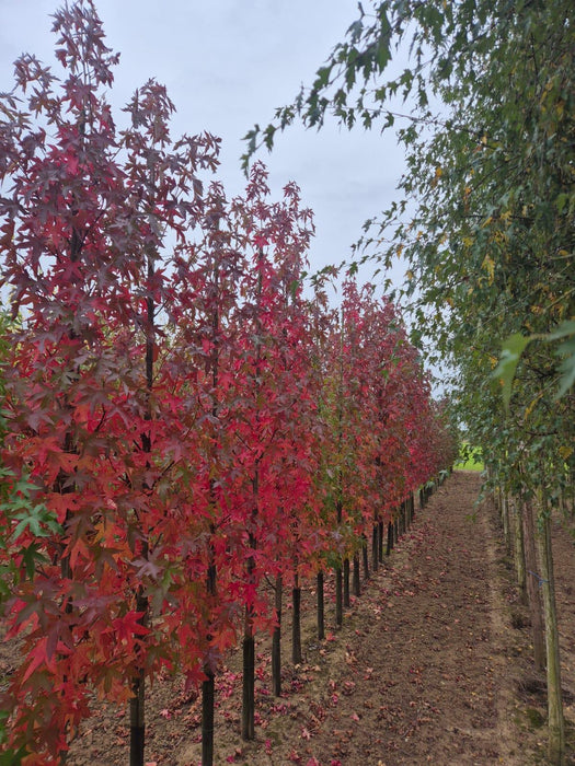 Liquidambar sty. Slender Silhouette 8/10cm Girth Root Ball