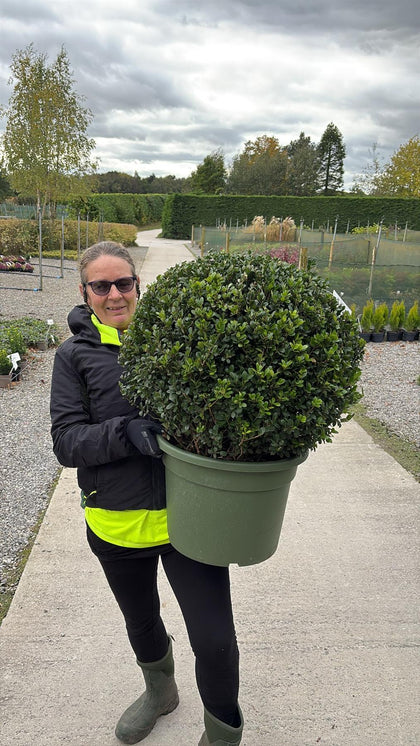 Ilex Crenata Caroline Ball 40 Litre Pot 60cm