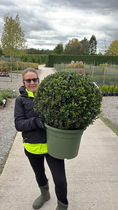 Ilex Crenata Caroline Ball 40 Litre Pot 60cm