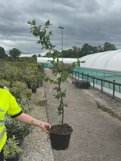 Hornbeam Or Carpinus Hedging 5 Litre Pot