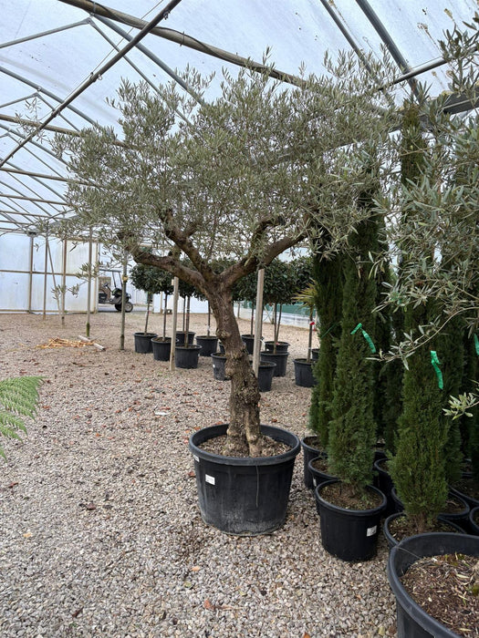 Olive Europea Old Trunk Tree 180 Litre Pot