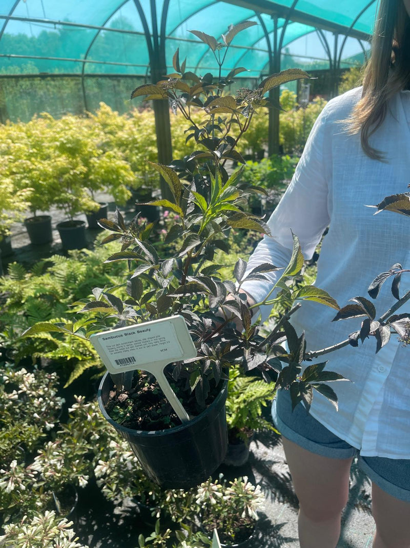 Sambucus Nigra Black Beauty 3 Litre Pot