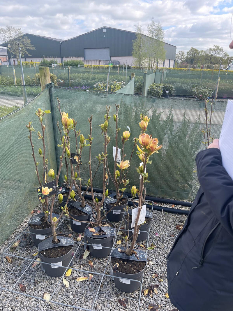 Magnolia Sunsation 7.5 Litre Pot