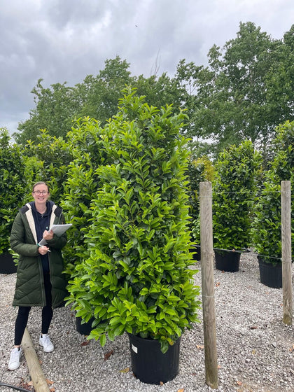 Dwarf Cherry Laurel Etna 200cm+ 100cm Wide