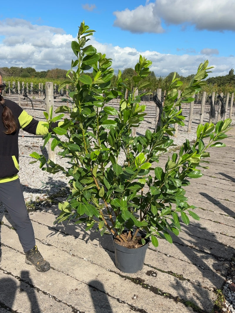 Cherry Laurel Hedging 150-175cm 15 Litre Pot