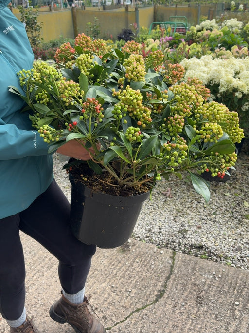 Skimmia Japonica Pabella 10 Litre Pot