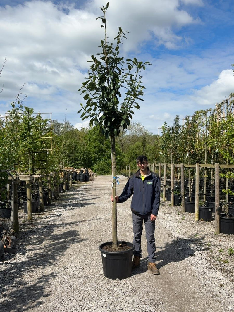 Prunus laur. Novita Standard 10/12cm Girth 160cm Stem