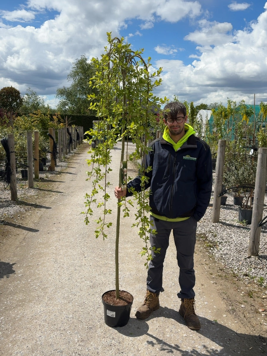 Salix Caprea Kilmarnock Standard 7.5 Litre Pot 180cm Stem
