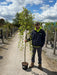 Salix Caprea Kilmarnock Standard 7.5 Litre Pot 180cm Stem