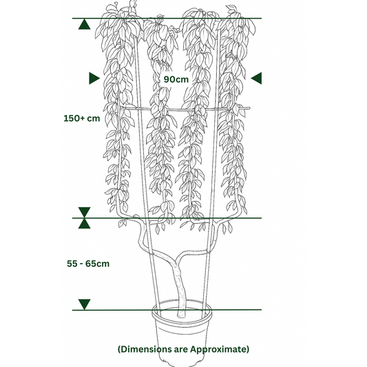 Pear Bon Chretien Williams 50 Litre Pot Double U Frame