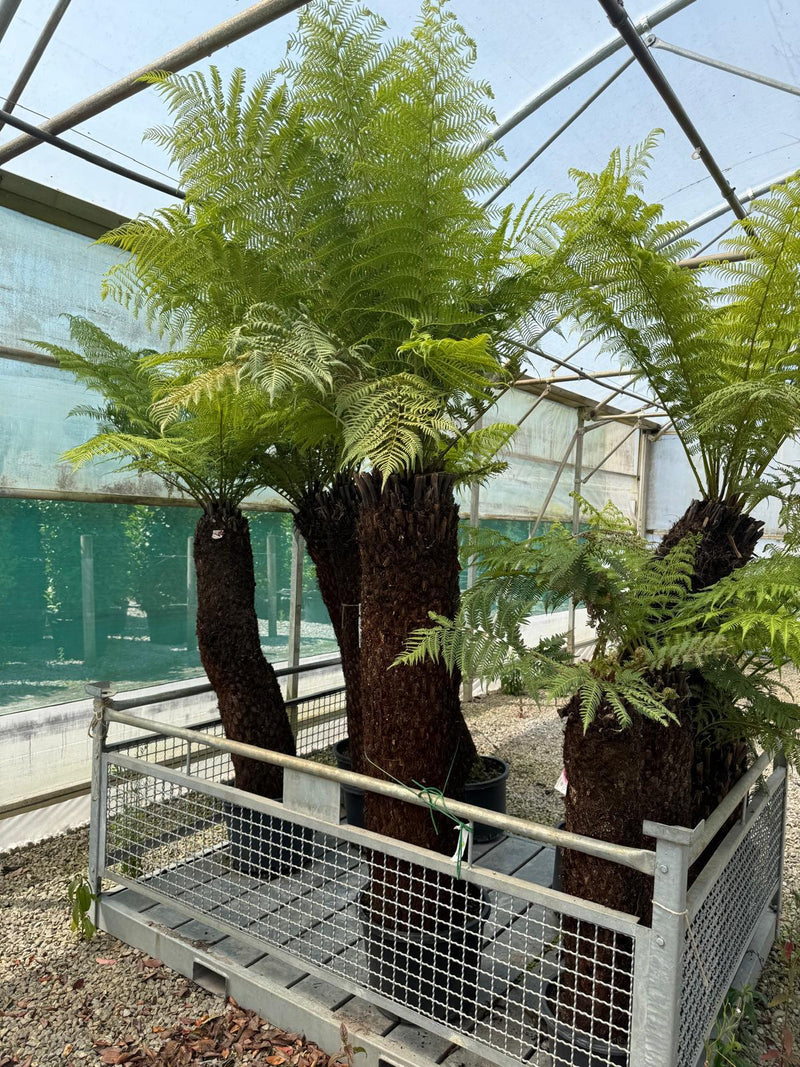 Tree Fern Dicksonia Antarctica 6 Foot Trunk Plus Head