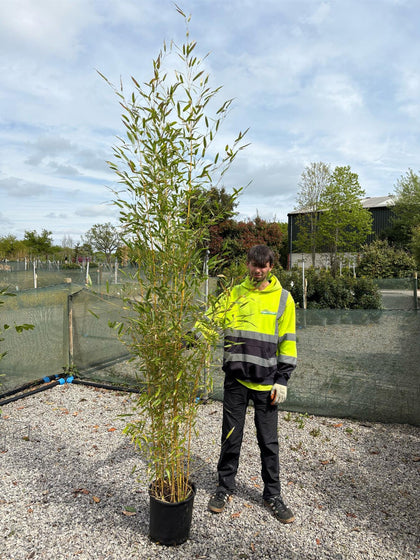 Bamboo Phyllostachys Aureosulcata Aureocaulis 18 Litre Pot 200/230cm