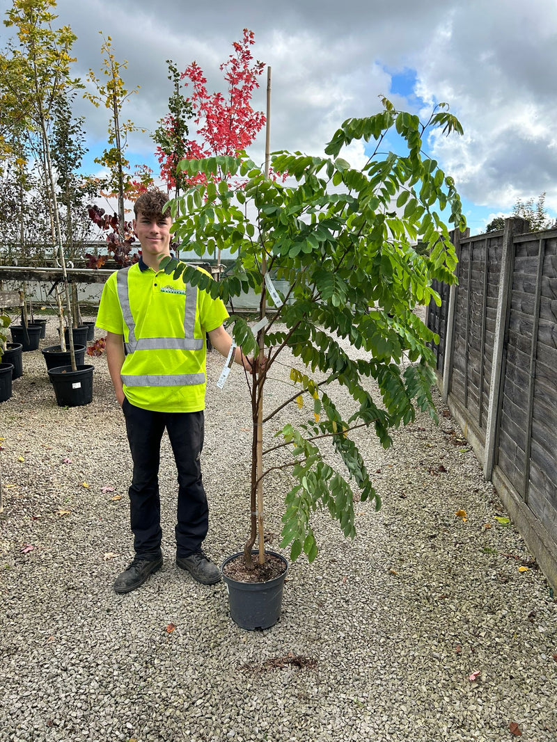 Robinia Pseud. Casque Rouge 10 Litre Pot