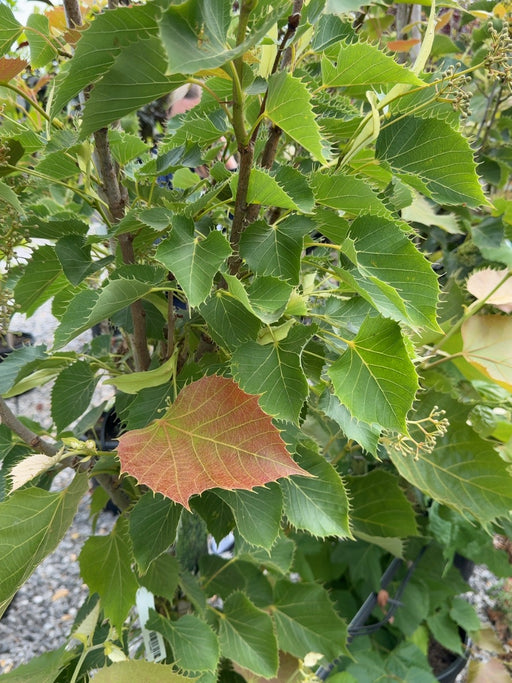 Tilia Henryana 15 Litre Pot