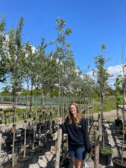 Sorbus Aria 8/10cm Girth Root Ball