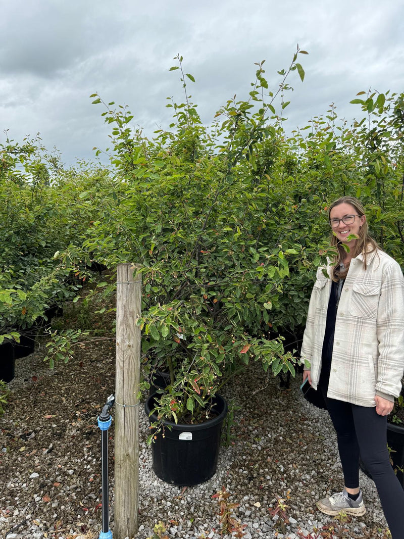 Amelanchier Lamarckii Multi Stem 175/200cm