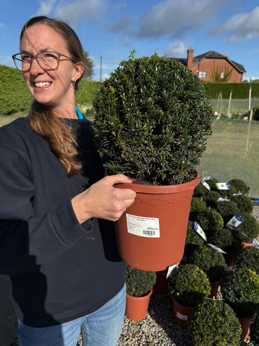 Yew Taxus Baccata Ball 6 Litre Pot 25cm