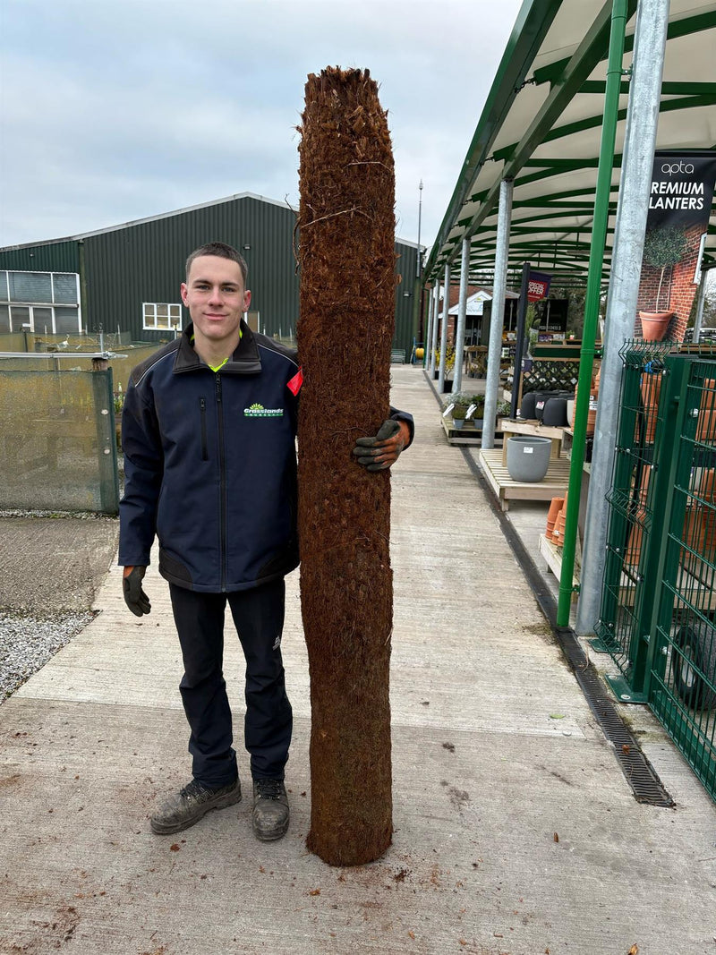 Tree Fern Dicksonia Antarctica 7 Foot Log