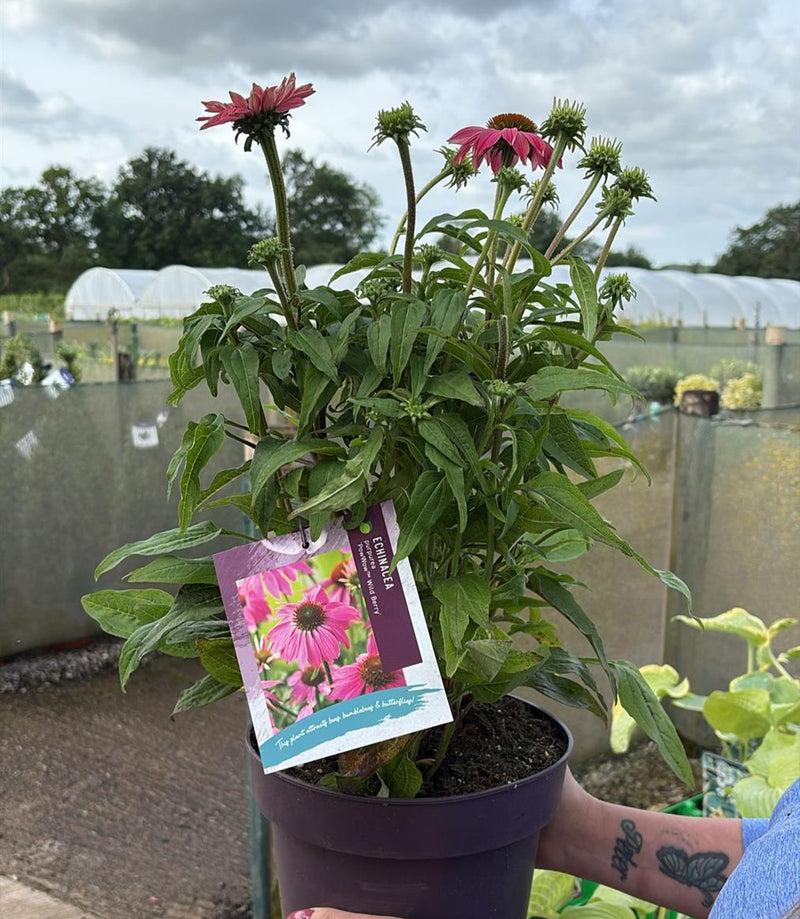 Echinacea Purpurea Pow Wow Wild Berry 5 Litre Pot