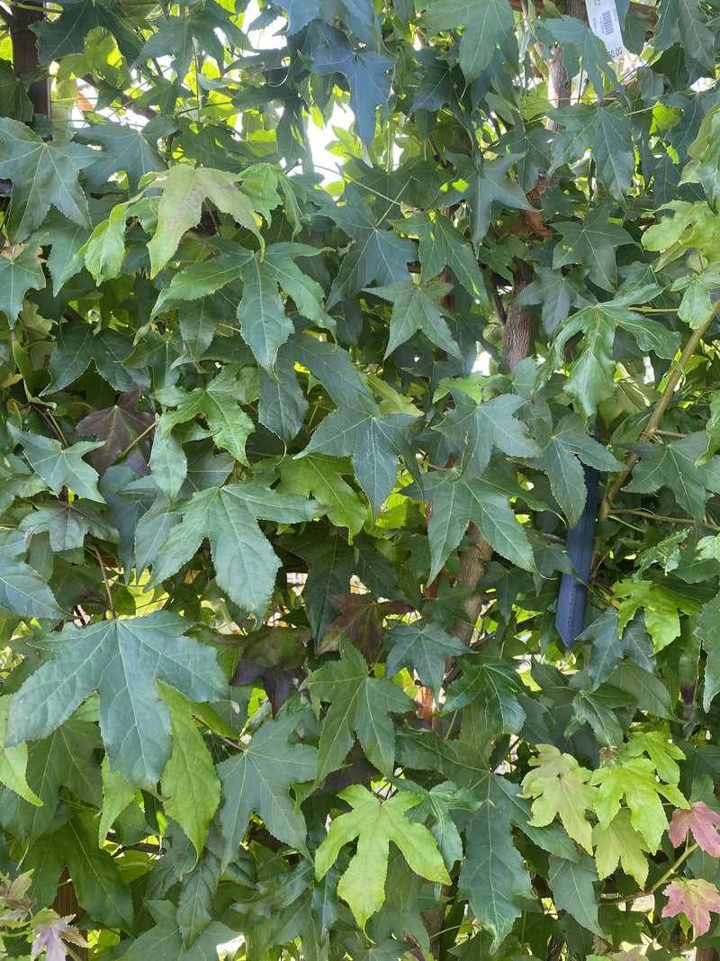 Liquidambar styraciflua Pleached Panel 200cm x 130cm