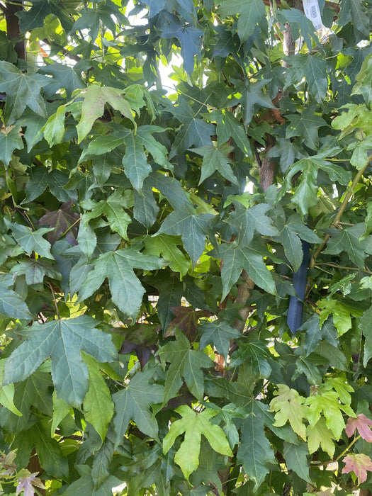 Liquidambar styraciflua Pleached Panel 200cm x 130cm