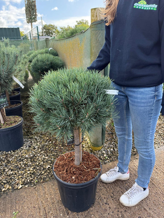 Pinus Sylvestris Watereri 20 Litre Pot Quarter Standard