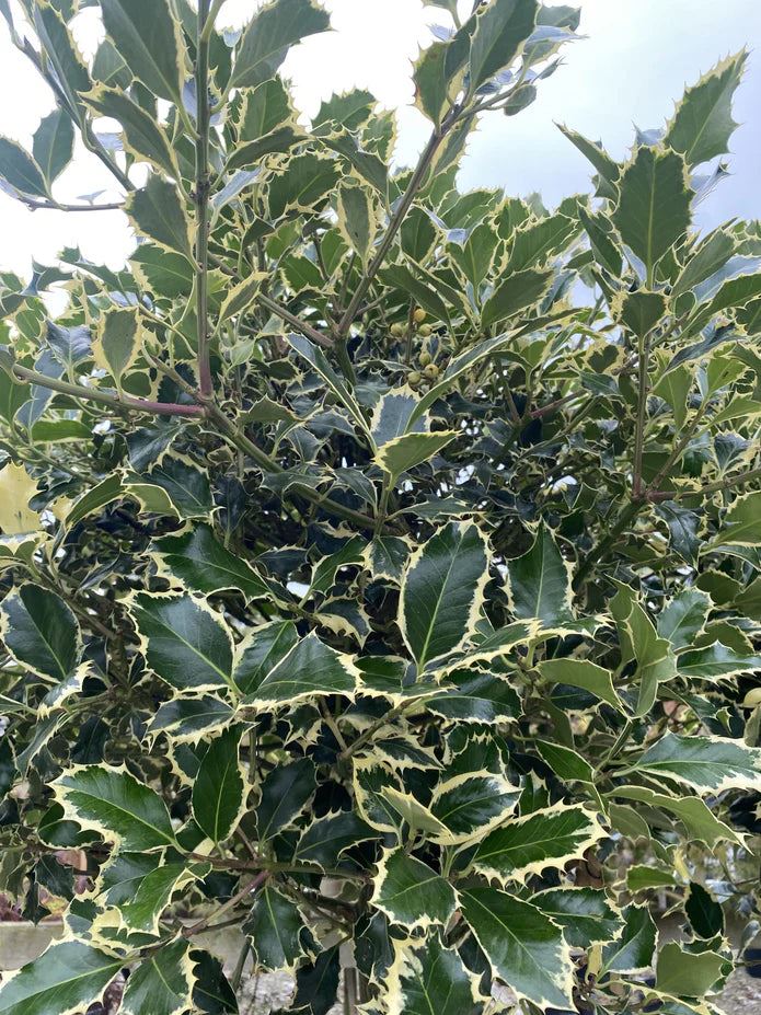 Ilex Argentea Marginata 3 Litre Pot