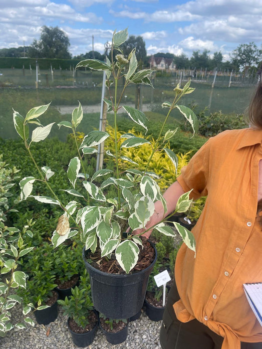 Cornus Alba Siberica Variegata 3 Litre Pot