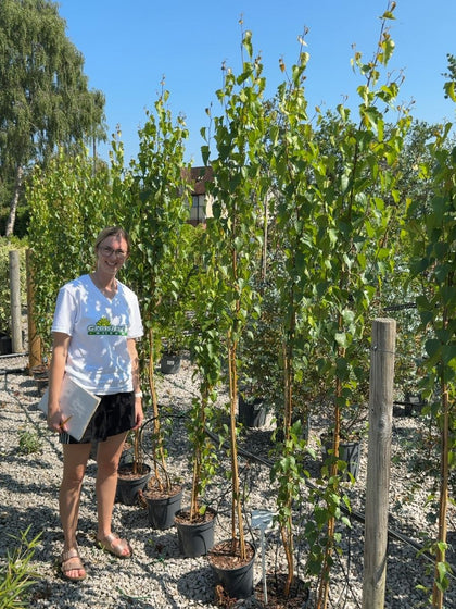 Betula pendula 'Fastigiata Joes' - Upright Silver Birch 5 Litre Pot 200cm+