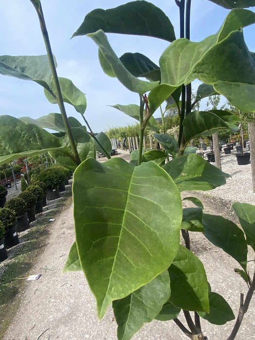 Magnolia Black Beauty 12 Litre Pot 1/2 Standard