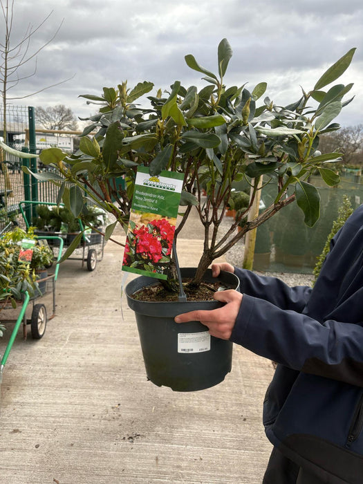 Rhododendron Hybrid Nova Zembla 12 Litre Pot