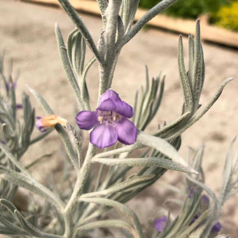 Eremophila Nivea 2 Litre Pot