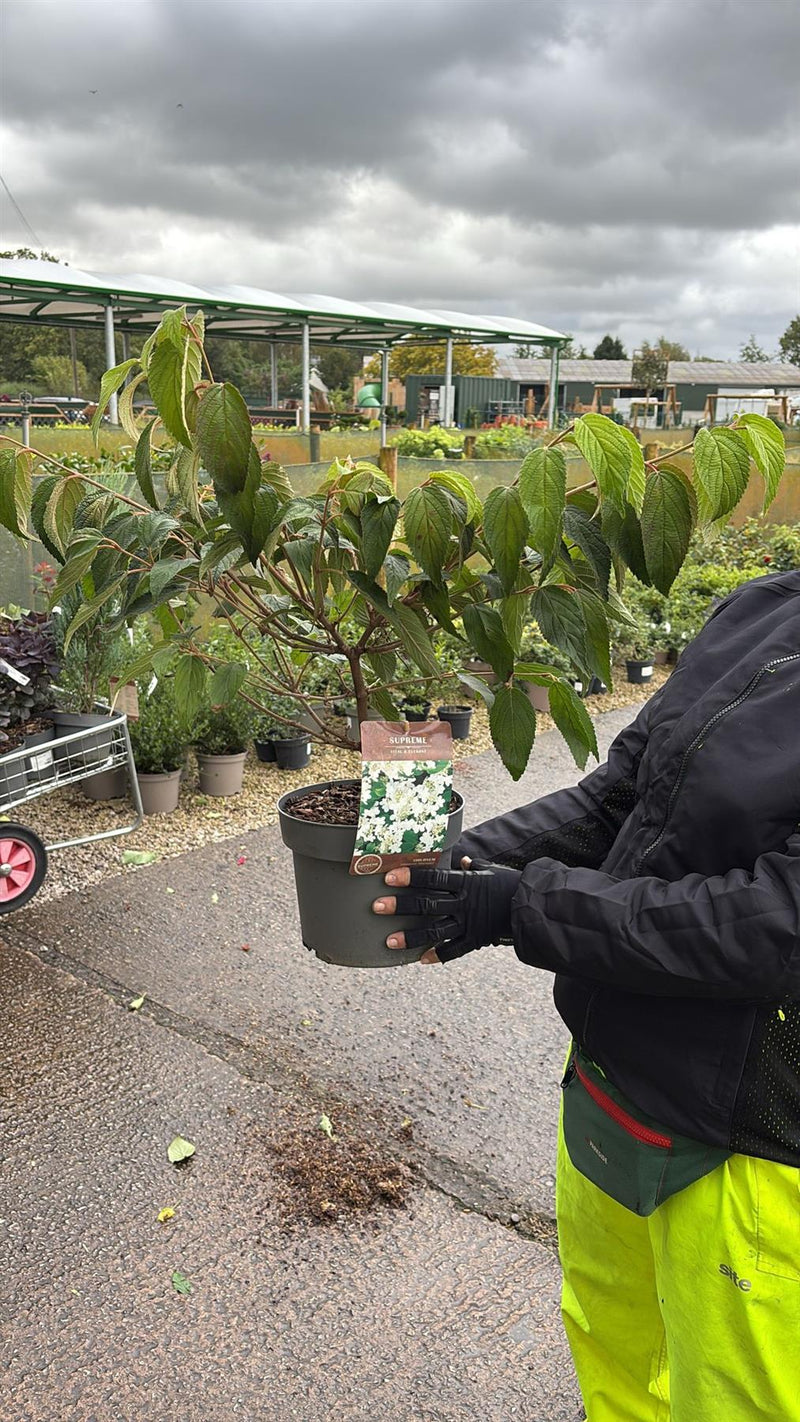 Viburnum plicatum Mariesii 4 Litre Pot