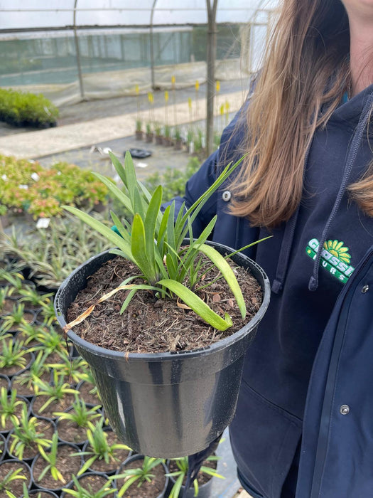 Agapanthus Poppin Purple 3 Litre Pot