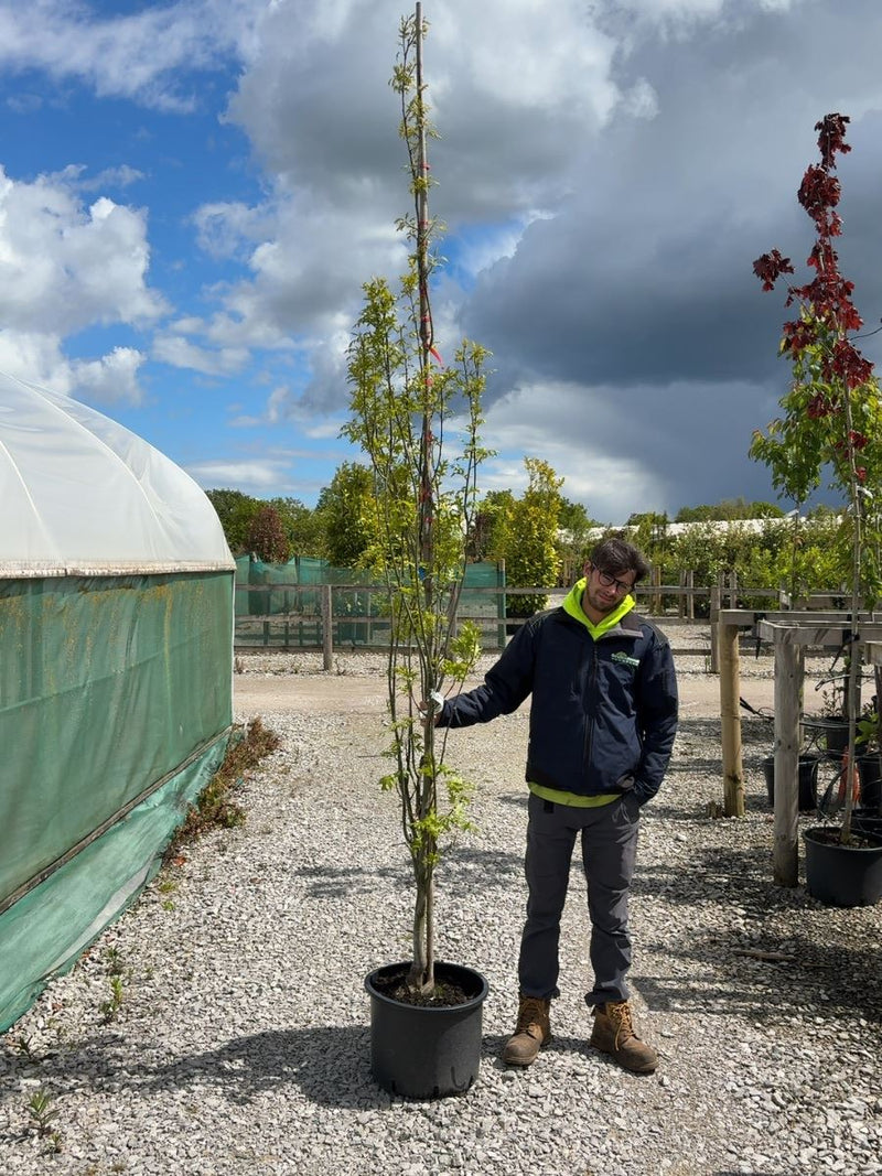 Quercus Green Pillar Standard 6-8cm Girth