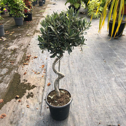 Olea Europea - Olive 1/2 Standard 80cm Spiral Stem