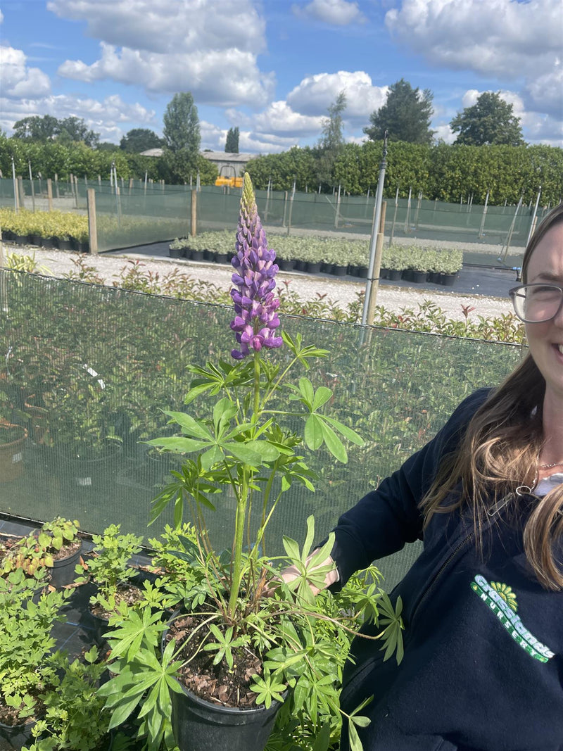 Lupin The Governor 3 Litre Pot