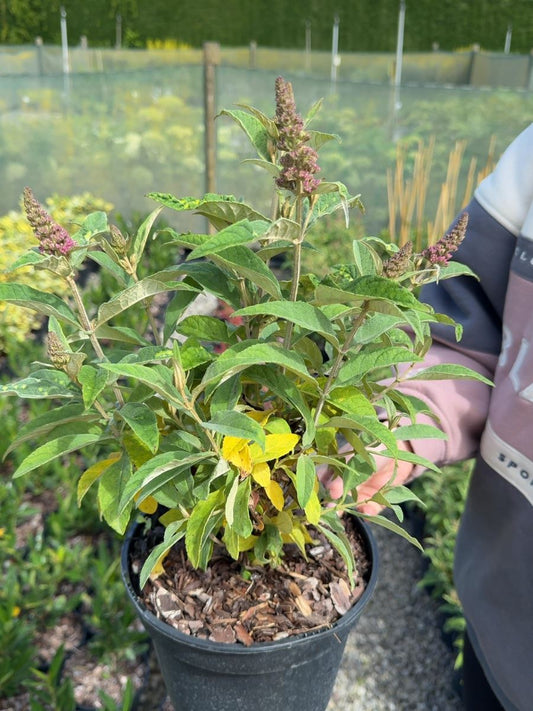 Buddleja davidii Candy Little Pink - Butterfly Bush 3 Litre