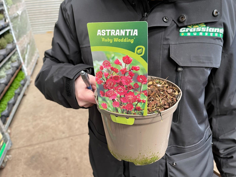 Astrantia Ruby Wedding 2 Litre Pot