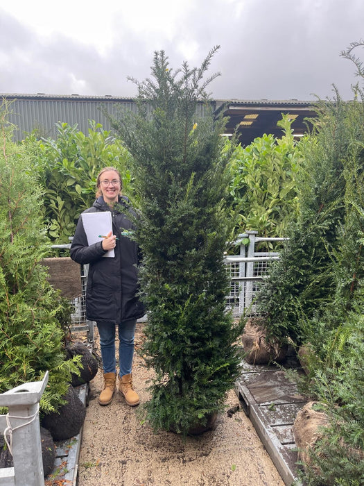 Yew Hedging 200cm Root Ball Dug To Order