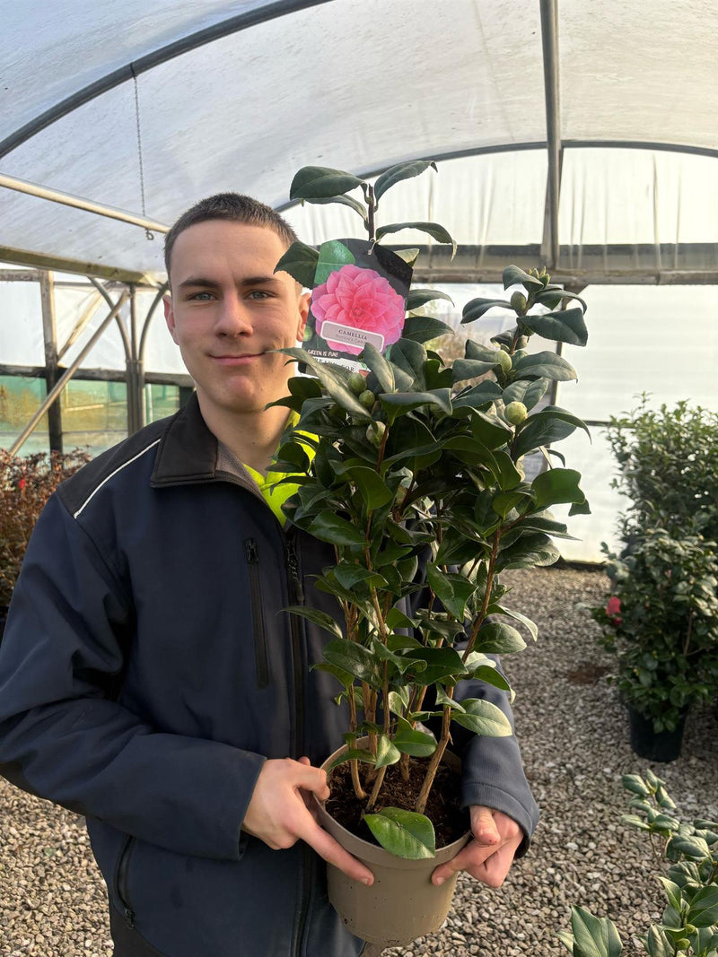 Camellia Japonica Nuccio Cameo 3 Litre Pot