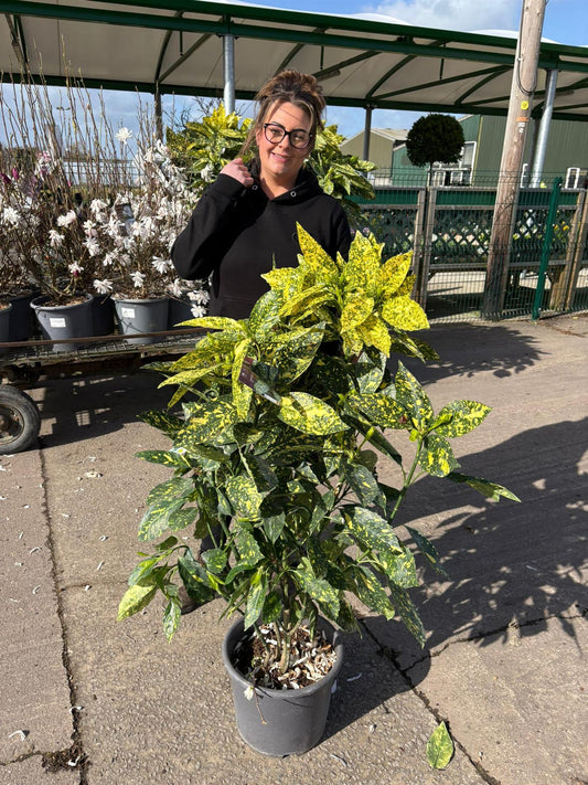 Aucuba Japonica Crotonifolia 15 Litre Pot