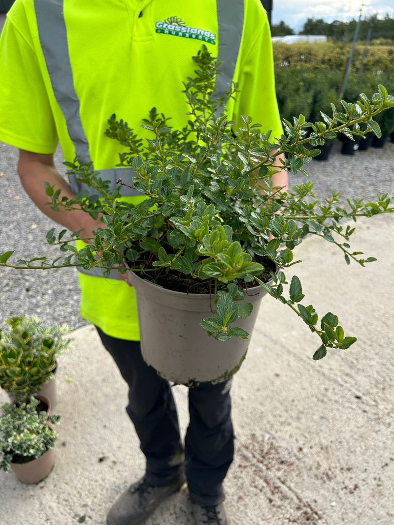 Ceanothus Repens 5 Litre Pot