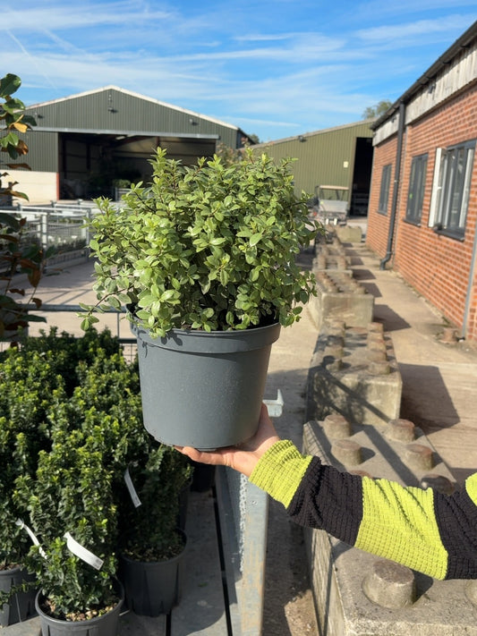 Pittosporum Tenuifolium Silver Ball 5 Litre Pot