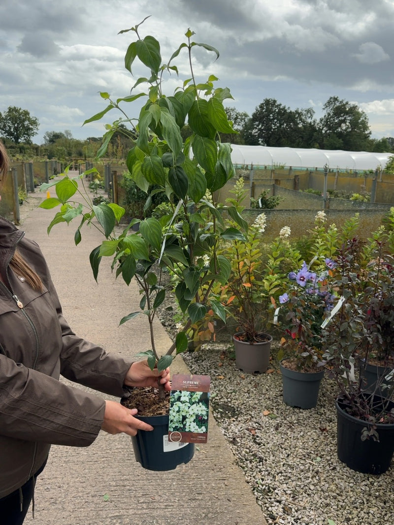 Cornus Kousa China Girl 4  Litre Pot 40/60cm Tall