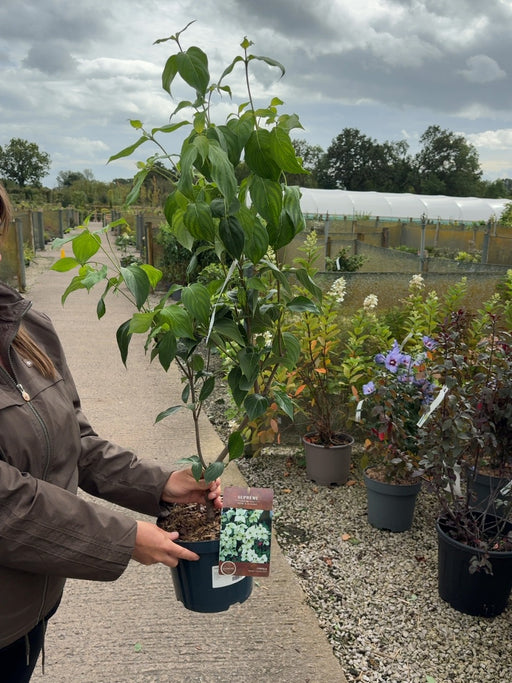 Cornus Kousa China Girl 4  Litre Pot 40/60cm Tall
