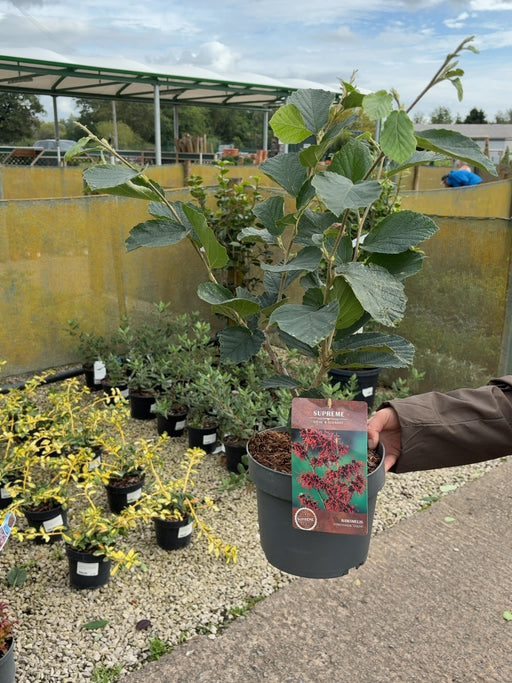 Hamamelis int. Diane 4 Litre Pot 40-60cm Tall
