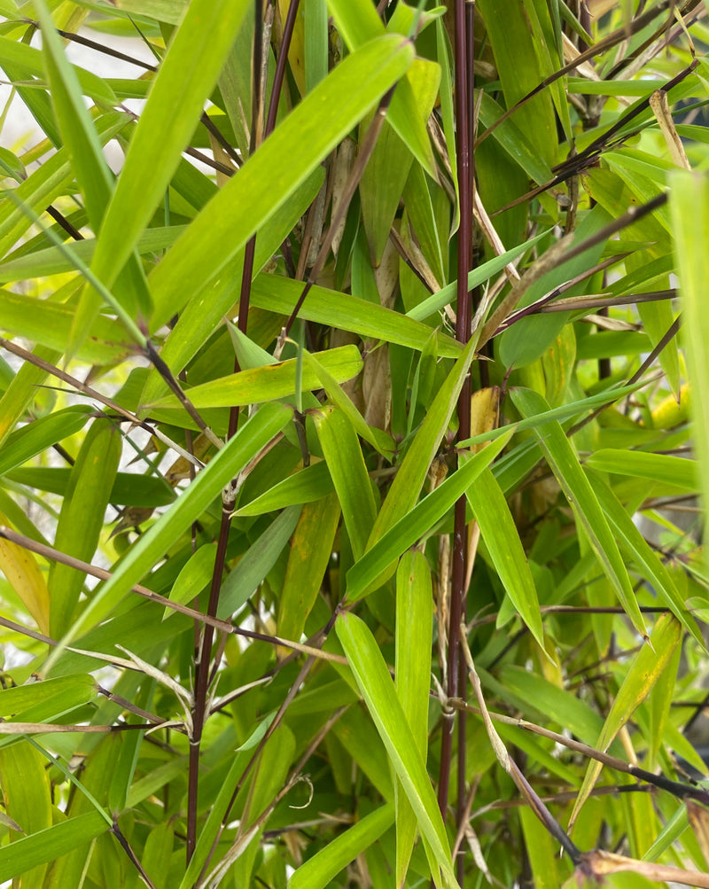 Bamboo Fargesia Volcano 25 Litre Pot